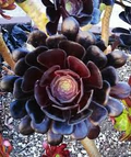 Aeonium arboreum 'Black Rose' Cutting (3-5 inch) – Dark Burgundy Succulent
