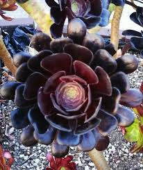 Aeonium arboreum 'Black Rose' Cutting (3-5 inch) – Dark Burgundy Succulent