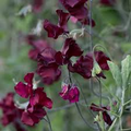 Burnished Bronze Sweet Pea Seeds – 50+ Seeds for Climbing Vine | Lathyrus odoratus