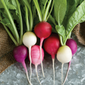 Easter Egg Radish Seeds - Heirloom Non-GMO, Colorful 2-3 inch Radishes, 30 Days to Harvest