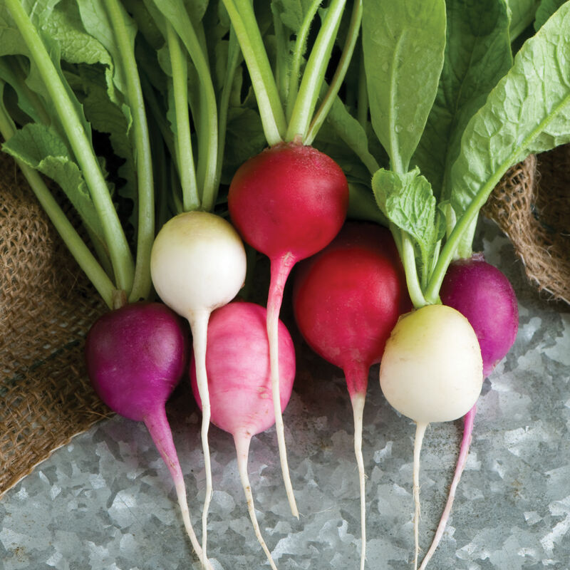 Easter Egg Radish Seeds - Heirloom Non-GMO, Colorful 2-3 inch Radishes, 30 Days to Harvest