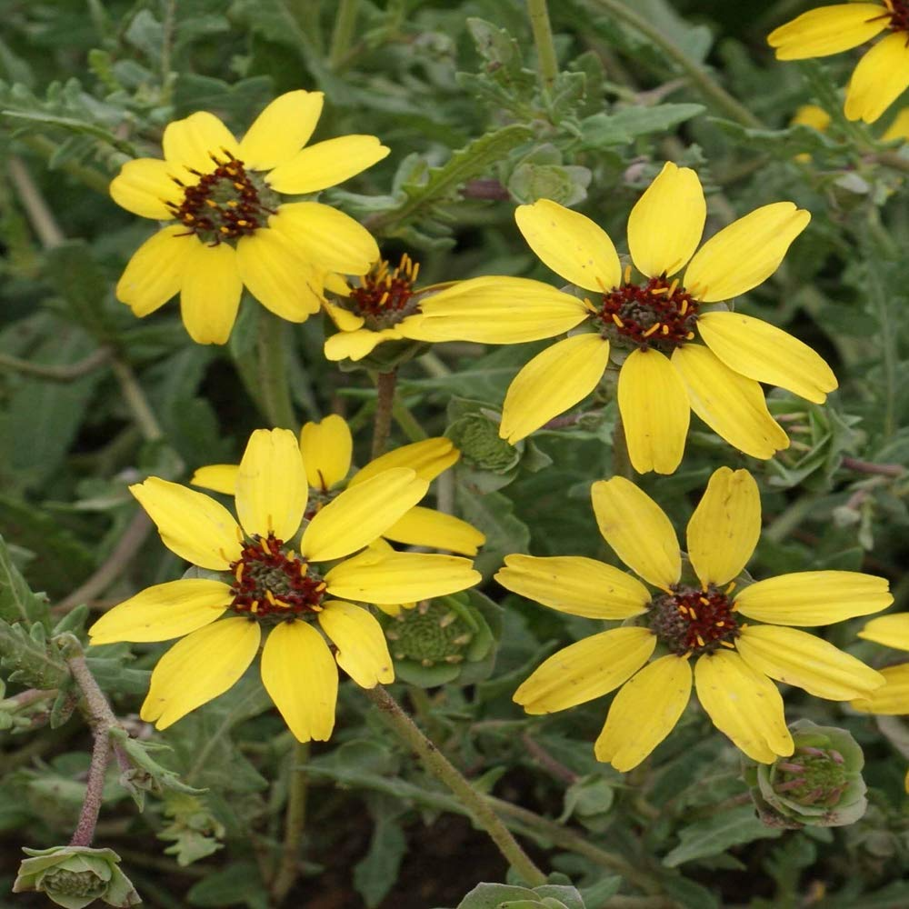 Soft Greeneyes Seeds (Berlandiera betonicifolia) - 15 Seeds | Chocolate Daisy | Pollinator-Free?