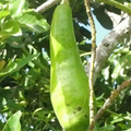 Long Neck Avocado Starter Plant (Persea americana) 2-3 ft – Tropical Big Fruit Tree