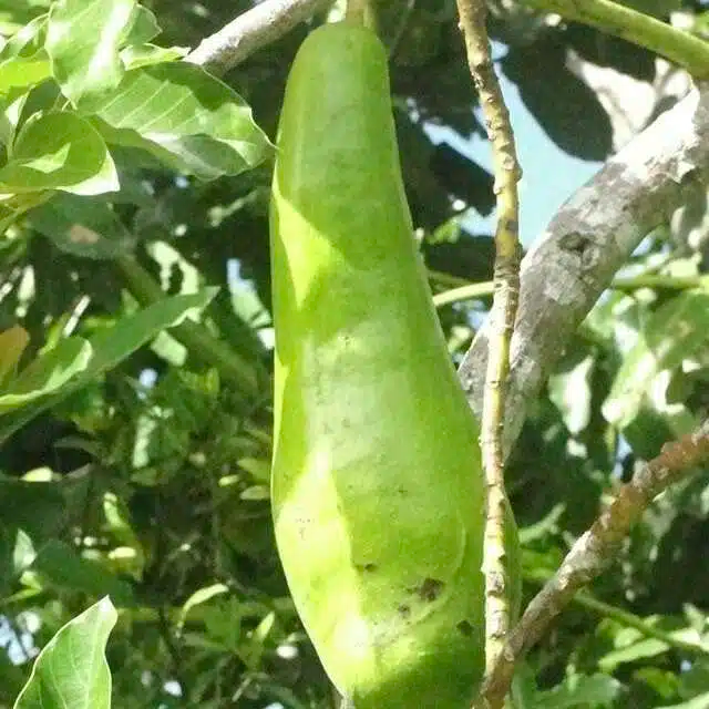 Long Neck Avocado Starter Plant (Persea americana) 2-3 ft – Tropical Big Fruit Tree
