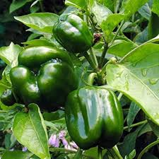 Emerald Giant Sweet Pepper Seeds (Capsicum annuum) – Heirloom Green Bell Pepper, Non-GMO, 25 Seeds
