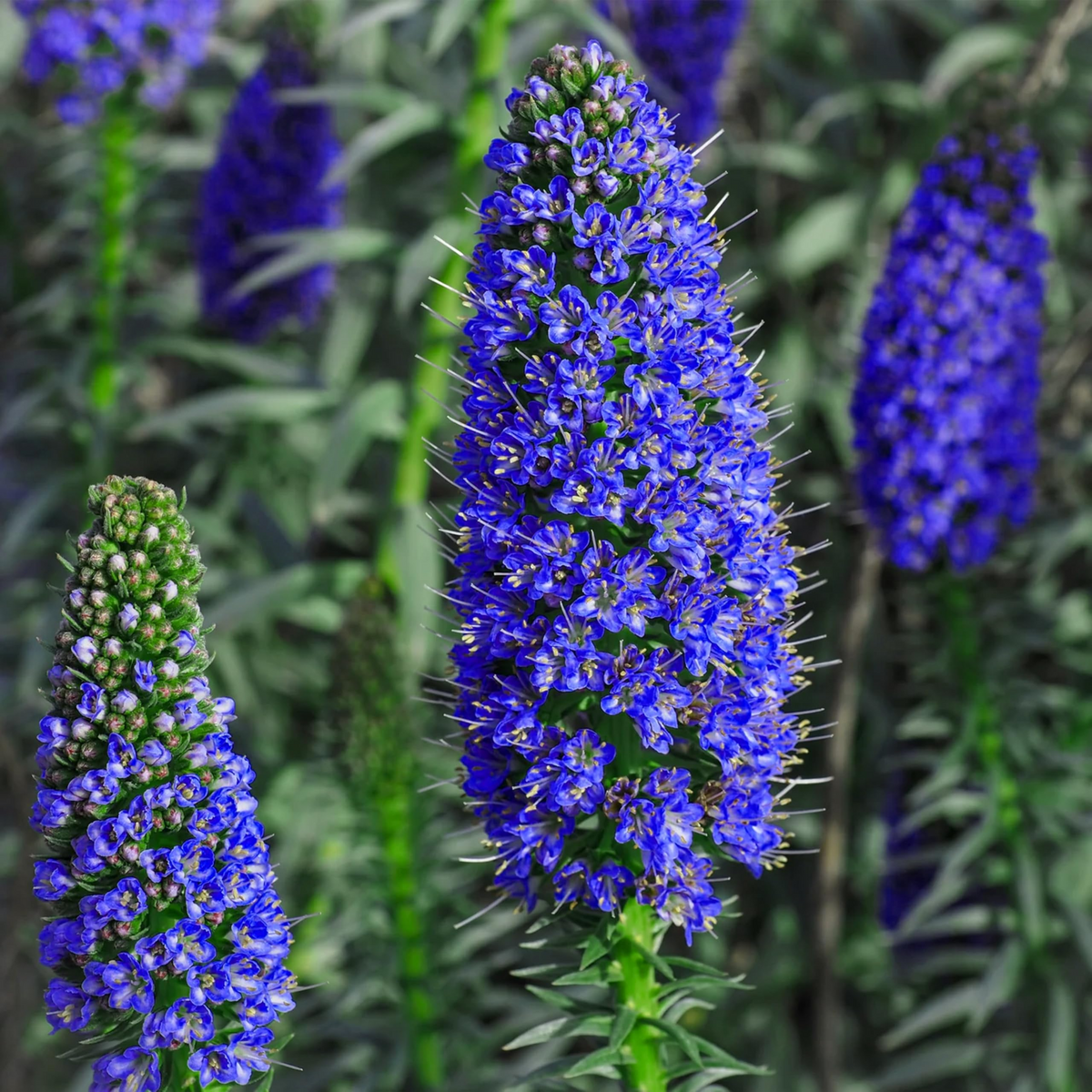 Pride of Madeira Echium fastuosum Seeds — 20 Seeds, Blue Tower of Jewels, Pollinator Friendly