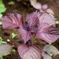 Perilla Red Aka Shiso Seeds (100 Seeds) - Perilla frutescens Heirloom for Asian Cuisine