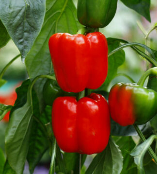 Big Red Pepper Seeds - Capsicum annuum | Sweet, Thick-Walled, High-Yielding for Stuffing (25 seeds)