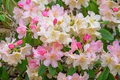 JOHGA Azalea Rhododendron Deciduous Rooted Starter Plant – Multi-Color Blooms