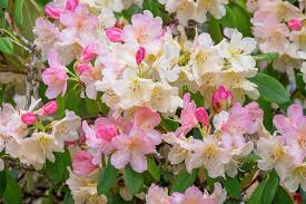 JOHGA Azalea Rhododendron Deciduous Rooted Starter Plant – Multi-Color Blooms