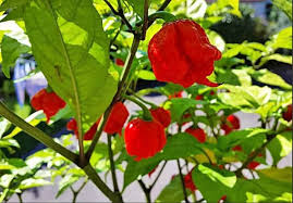Red Carolina Reaper Starter Plants (3) - Capsicum chinense | Super Hot Pepper