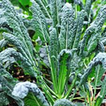 Lacinato Kale (Dinosaur Kale) Seeds – Brassica oleracea, Non-GMO, Heirloom, 1g ~300 seeds