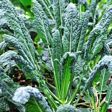 Lacinato Kale (Dinosaur Kale) Seeds – Brassica oleracea, Non-GMO, Heirloom, 1g ~300 seeds