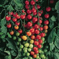 Supersweet 100 Tomato Seeds (F1 Hybrid) - Non-GMO, 65 Days to Maturity, Cherry Tomato