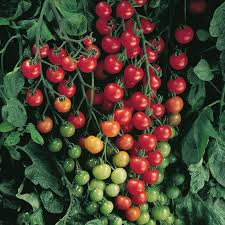 Supersweet 100 Tomato Seeds (F1 Hybrid) - Non-GMO, 65 Days to Maturity, Cherry Tomato