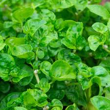 Watercress Cress (Nasturtium officinale) Seeds – 2000