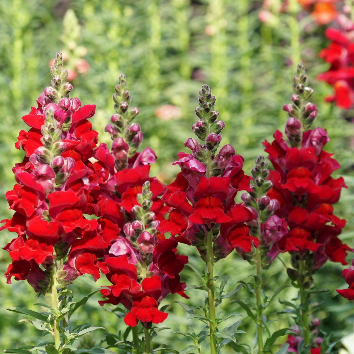 Antirrhinum majus Rocket Cherry Snapdragon Seeds – 1000+ Seed Pack