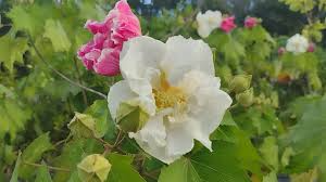 Tri-color Confederate Rose Hibiscus mutabilis Rooted Plant - Hardy Perennial Shrub