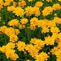 Lance-Leaf Coreopsis Sunburst Seeds (Coreopsis lanceolata) - 100 Non-GMO Seeds
