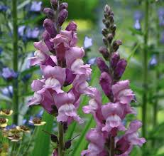 Antirrhinum majus Opus Lavender Snapdragon Seeds – 1000+ Soft Purple Blooms
