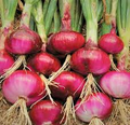 Red Burgundy Onion Seeds (Allium cepa) - Heirloom, Mild & Sweet Flavor, High Yield