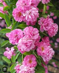 Peggy Martin Rose 5 Unrooted Cuttings (7-8”) - Katrina Rose, Thornless Climbing Rose