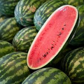 Jubilee Improved Watermelon Seeds - Heirloom, Non-GMO, Fusarium & Anthracnose Resistant