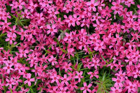 Scarlet Flame Creeping Phlox Seeds - Phlox subulata, Perennial Groundcover, Scarlet-Pink Blooms