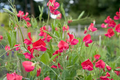 Thomas & Linda Sweet Pea Seeds – Warm Pink, Climbing Vine (Seeds) – 50+
