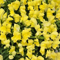 Floral Showers Yellow Snapdragon Seeds (Antirrhinum majus) - 1000+ Seeds