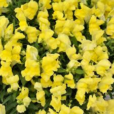 Floral Showers Yellow Snapdragon Seeds (Antirrhinum majus) - 1000+ Seeds