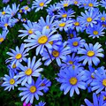 Blue Marguerite Daisy Seeds – Felicia amelloides, 200+ Seeds, Sky-Blue Blooms