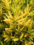 Codiaeum Variegatum ‘Sunny Star’ Croton Bare Root Live Plant 7-10" Tall