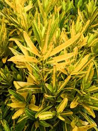 Codiaeum Variegatum ‘Sunny Star’ Croton Bare Root Live Plant 7-10" Tall