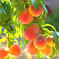 Belle of Georgia Peach Cutting (Prunus persica) - Fresh Unrooted Cutting for Zone 6