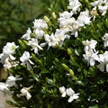 Frost Proof Gardenia Starter Plant - Evergreen Shrub, 7-10 Inches, Fragrant White Blooms