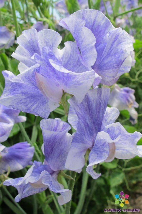 Susan Thomas Sweet Pea Seeds – Fragrant Deep Pink, 50+ Seeds for Climbing Vines & Bouquets