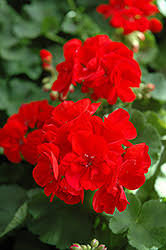 Geranium Patriot Bright Red Plug - Zonal Pelargonium Cuttings, 1 Starter Plant
