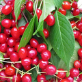 10+ Merchant Cherry Seeds - Early-Ripening Sweet Red Cherry (Seeds)