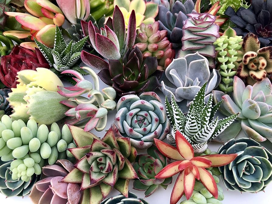 Assorted Succulent Cuttings - 10 Varieties for Terrariums, Dish Gardens, Fairy Gardens
