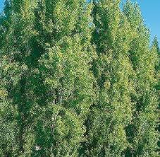 Theves Poplar (Populus nigra ‘Afghanica’) Unrooted Cuttings – 10x 10-12"