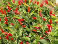 Firecracker Pepper Seeds - 20 Non-GMO, Heirloom Capsicum annuum, Extra Spicy