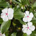 Bright Eye Periwinkle Vinca Rosea Seeds – 50 Seed Pack