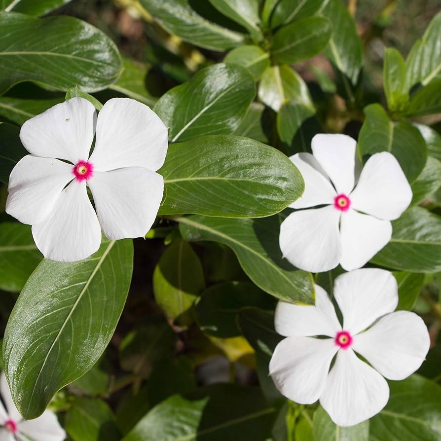 Bright Eye Periwinkle Vinca Rosea Seeds – 50 Seed Pack