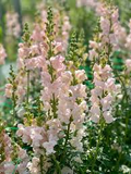 Antirrhinum majus Maryland Ivory Snapdragon Seeds – 1000+ Seeds for Garden & Cut Flowers