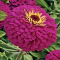 Uproar Rose Zinnia Seeds — 100+ Seeds, Vibrant Rose Pink, Annual, Full Sun