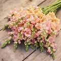 Chantilly Light Salmon Snapdragon Seeds (Antirrhinum majus) - 1000+ Seeds