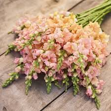 Chantilly Light Salmon Snapdragon Seeds (Antirrhinum majus) - 1000+ Seeds