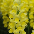 Potomac Yellow Snapdragon Seeds - 1000+ Antirrhinum majus for Borders & Cut Flowers