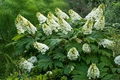 Hydrangea quercifolia Oakleaf Hydrangea Seeds – 50 White-Flower Shrub Seeds for Garden, Hedge, or Border